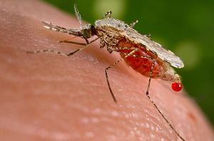 The bite of the malaria infected female anopheles (in the Greek literally "useless") mosquito often threatens the life of children under 5 and pregnant women